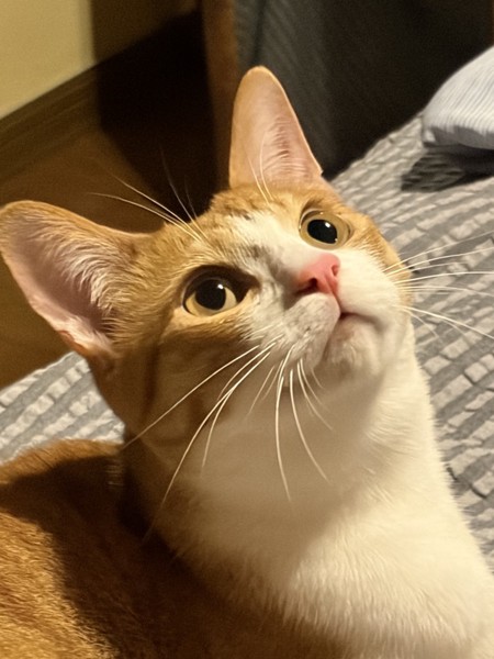 猫 茶白トラ 太郎の写真