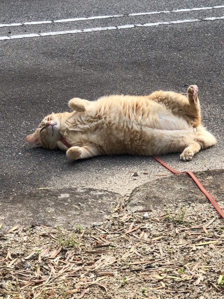 猫 茶トラ ぽっちゃの写真