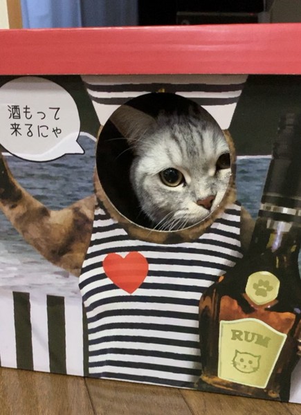 猫 スコティッシュフォールド レオンの写真