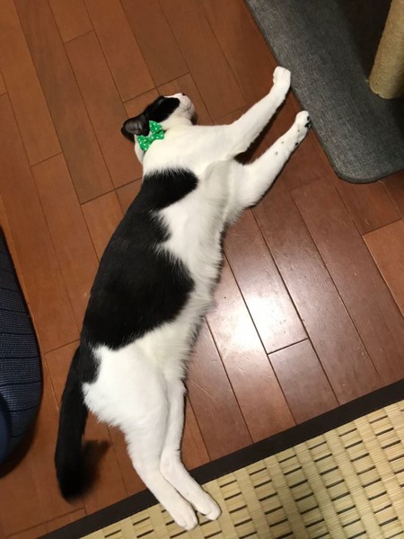 猫 雑種（ミックス） どんさんの写真