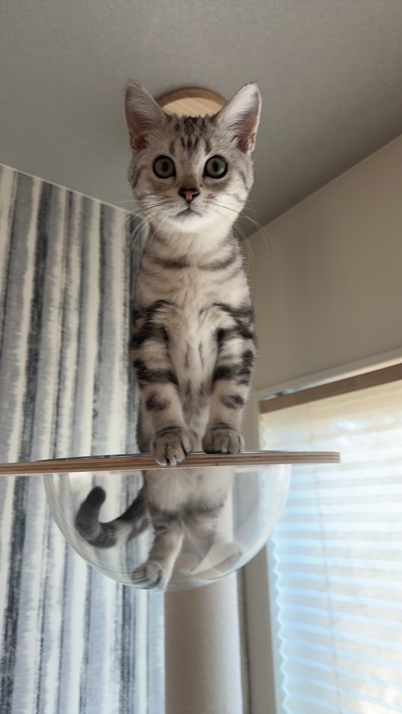 猫 アメリカンショートヘア ユダの写真