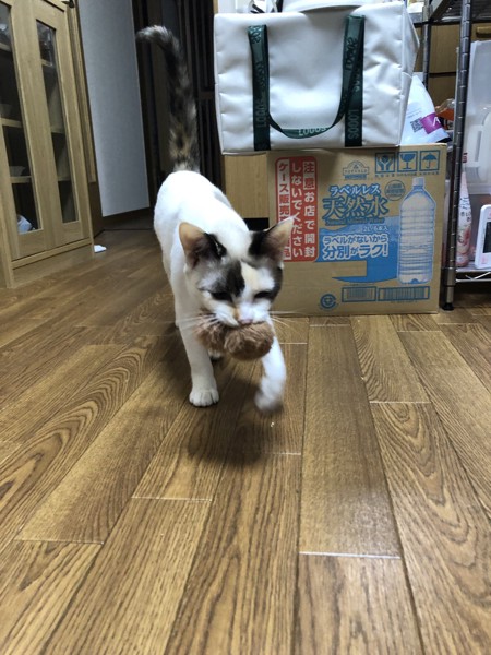 猫 雑種（ミックス） ぽんずの写真