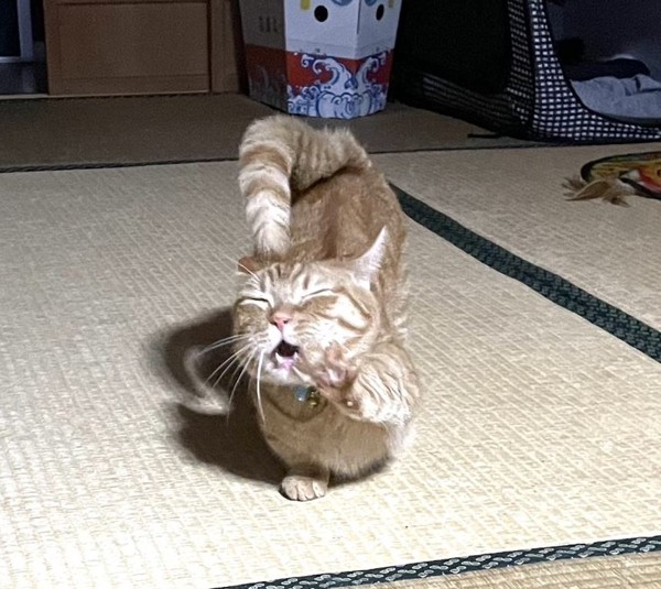 猫 マンチカン ちくわの写真