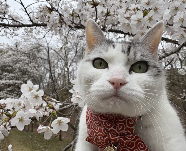 猫 サバシロ もーしゃんの写真
