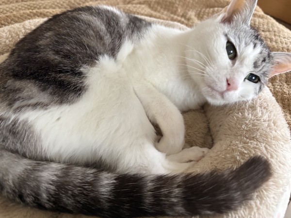 猫 サバシロ もーしゃんの写真