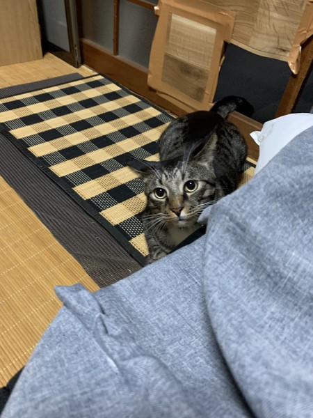 猫 メインクーン トム君の写真