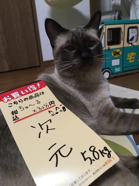 猫 シャム 次元の写真