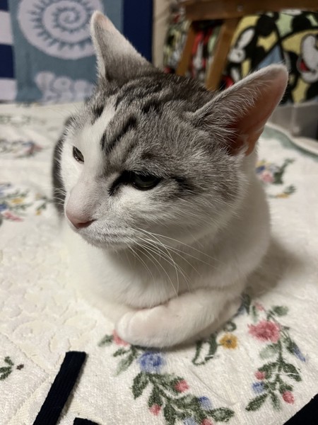 猫 サバシロ もーしゃんの写真