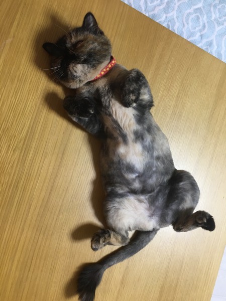 猫 エキゾチックショートヘア まるちゃんの写真