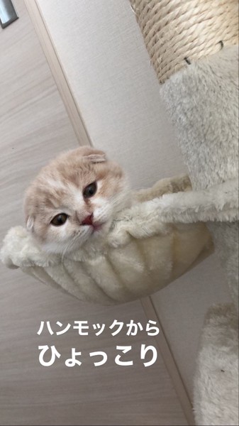 猫 スコティッシュフォールド チャイの写真