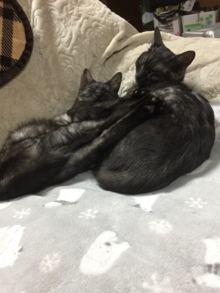 猫 雑種（ミックス） ムーちゃん&ヤンちゃんの写真