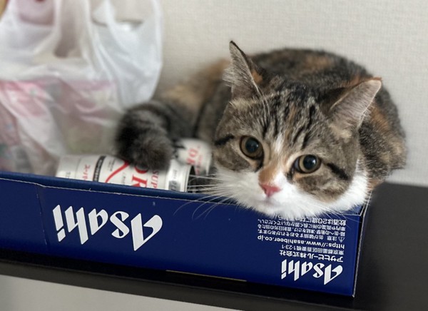 猫 マンチカン ココロの写真
