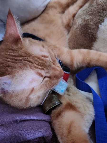 猫 茶トラ りんの写真