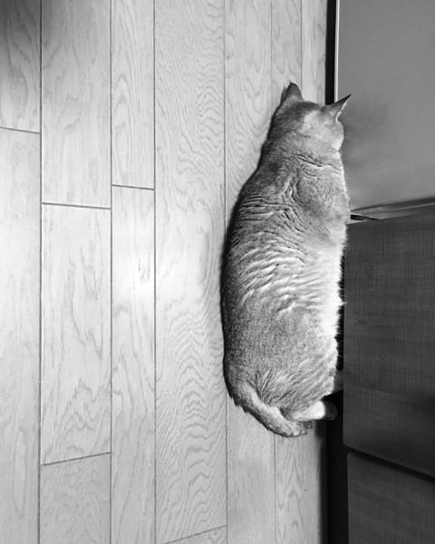 猫 キジトラ トミーの写真