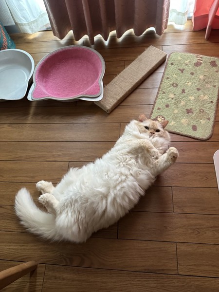 猫 ヒマラヤン ロッキーの写真