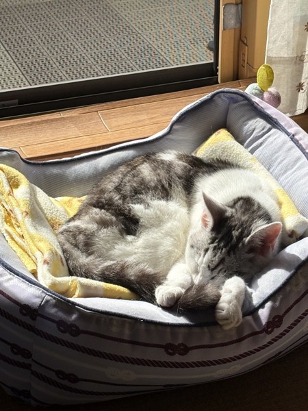 猫 サバシロ もーしゃんの写真