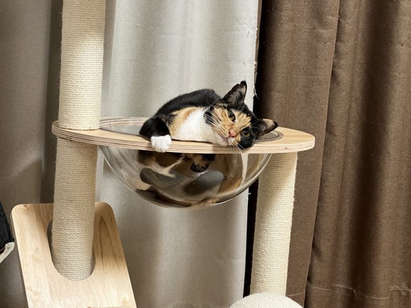 猫 三毛サビ 小麦ちゃんの写真