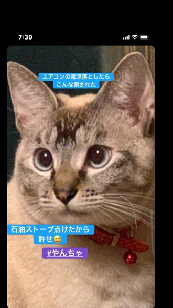 猫 雑種（ミックス） アリアの写真