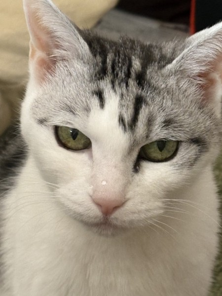 猫 サバシロ もーしゃんの写真