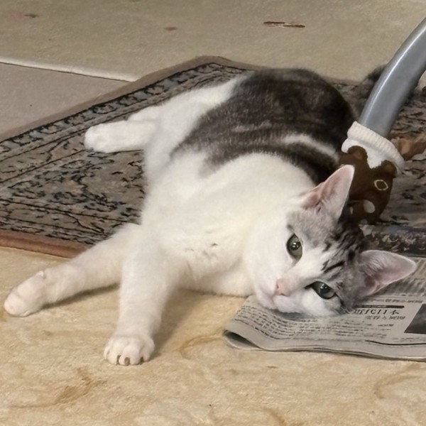 猫 サバシロ もーしゃんの写真