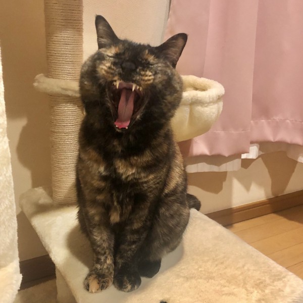 猫 サビ猫 ポンちゃんの写真