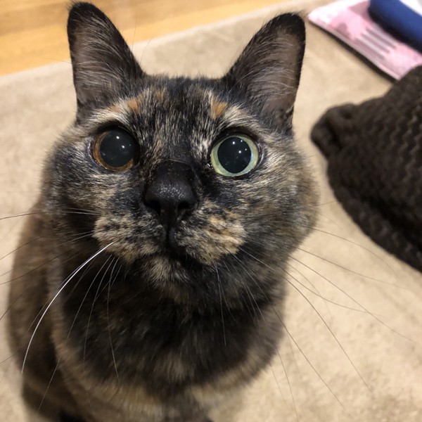 猫 サビ猫 ポンちゃんの写真