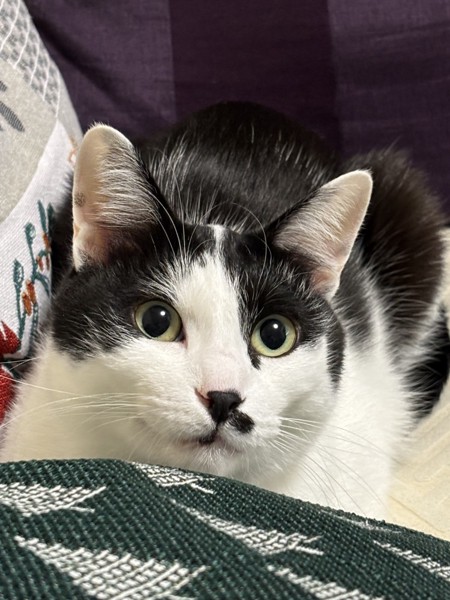 猫 雑種（ミックス） クーの写真