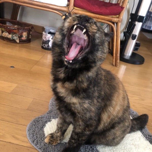 猫 サビ猫 ポンちゃんの写真
