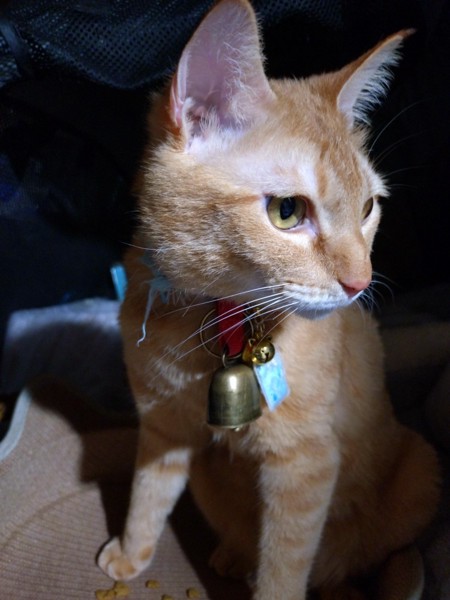 猫 茶トラ りんの写真