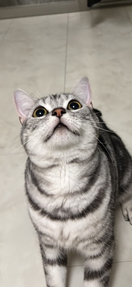 猫 アメリカンショートヘア ペロちゃんの写真