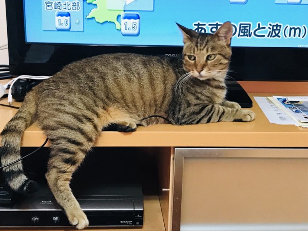 猫 雑種（ミックス） ケントの写真