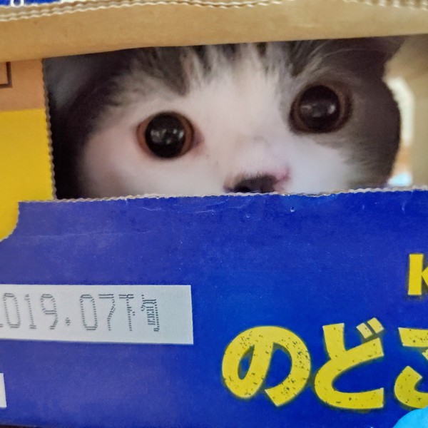 猫 ブリティッシュショートヘア ふくの写真