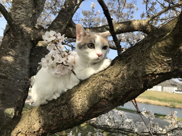 猫 三毛猫 てんの写真