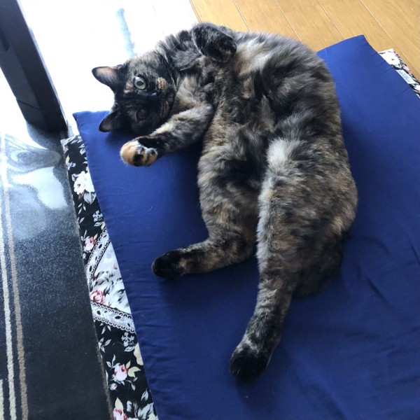 猫 サビ猫 ポンちゃんの写真