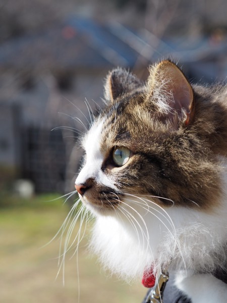 猫 雑種（ミックス） ちぃたろうの写真