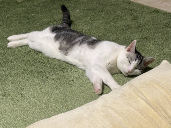 猫 サバシロ もーしゃんの写真