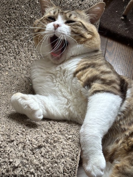 猫 雑種（ミックス） らいくんの写真