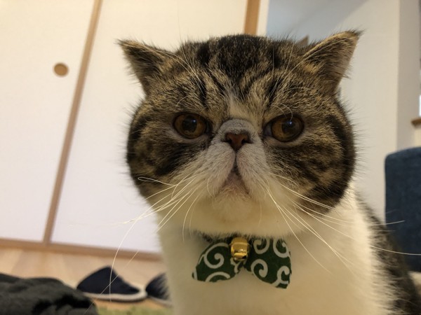 猫 エキゾチックショートヘア ねこまるの写真