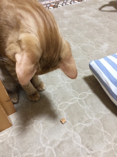 猫 茶トラ チャトランの写真