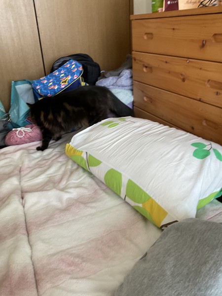 猫 キジトラ もずくちゃんの写真