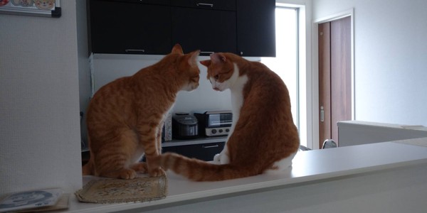 猫 茶白トラ ジロウ　サブロウの写真