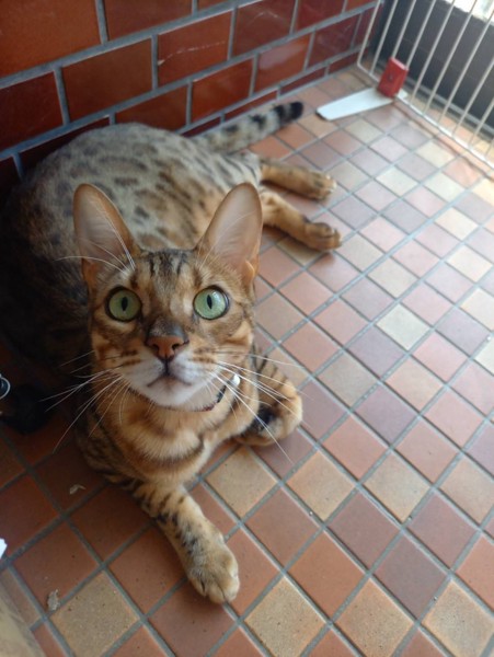 猫 ベンガル 㐂百の写真