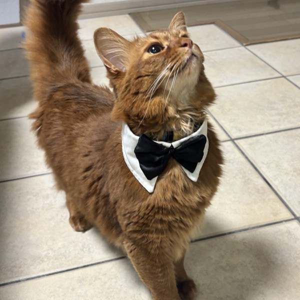 猫 ソマリ ロコんの写真