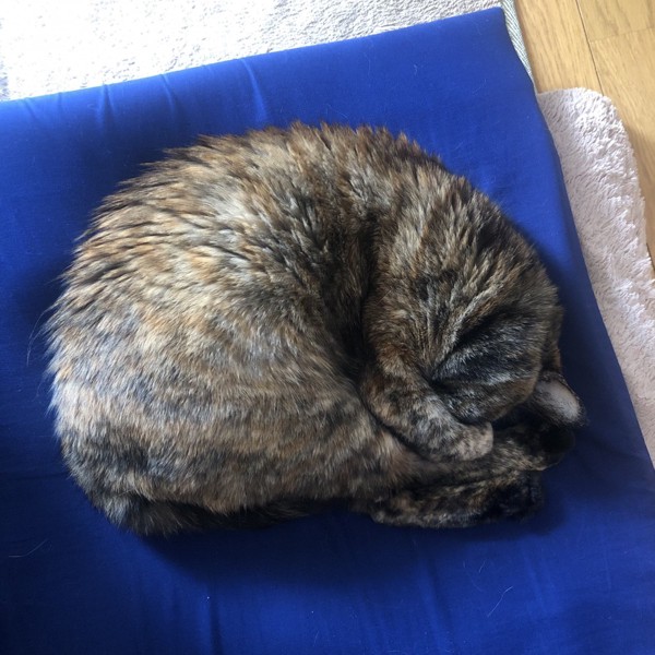 猫 サビ猫 ポンちゃんの写真