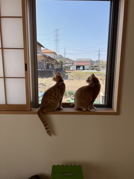 猫 茶トラ 風＆雷の写真