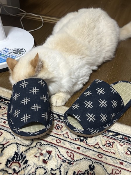 猫 ヒマラヤン ロッキーの写真