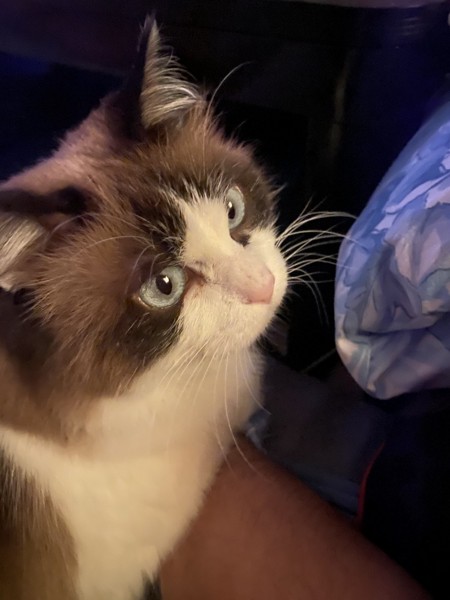 猫 ラグドール にゃーの写真
