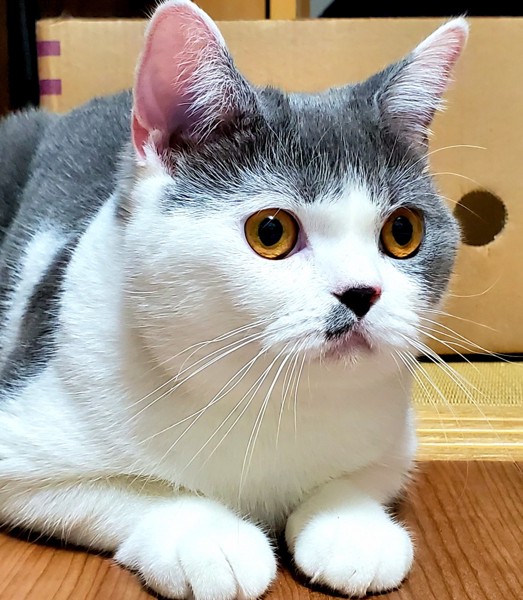 猫 ブリティッシュショートヘア ふくの写真