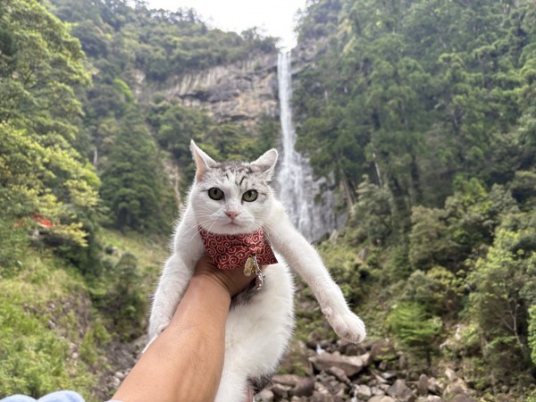 猫 サバシロ もーしゃんの写真