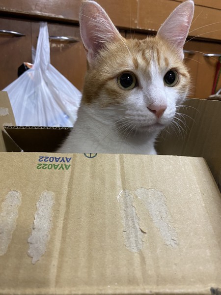 猫 茶白トラ ミモの写真